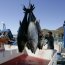 Radioactive Bluefin Tuna Caught Off the Coast of California